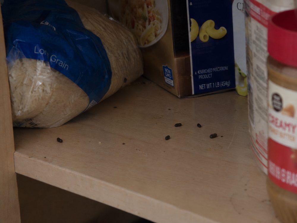 Mouse droppings on a pantry shelf